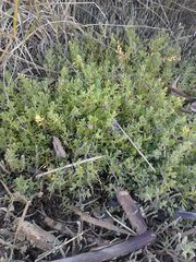 Suaeda novae-zelandiae