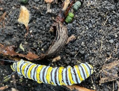 Danaus plexippus