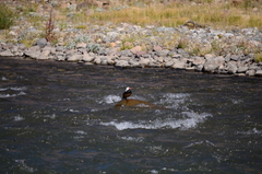 Merganetta armata armata