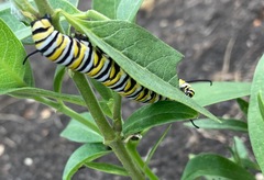 Danaus plexippus