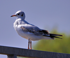Chroicocephalus ridibundus