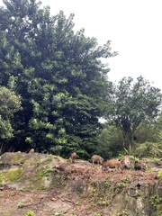 Sus scrofa moupinensis