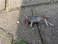 Mus musculus