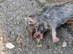Mus musculus