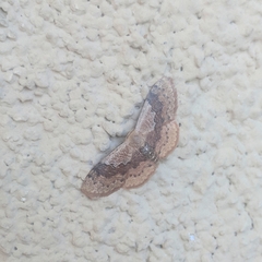 Leptostales rubromarginaria