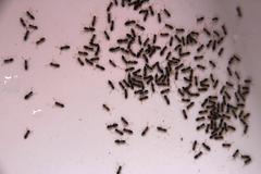 Technomyrmex pallipes