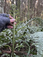 Asplenium scleroprium