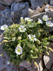Cerastium latifolium