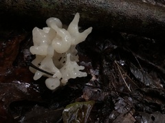 Sebacina sparassoidea