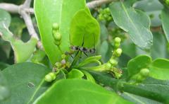 Camponotus cinctellus