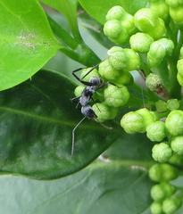 Camponotus cinctellus