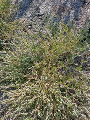 Atriplex rosea