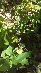 Salvia urolepis