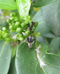 Camponotus cinctellus