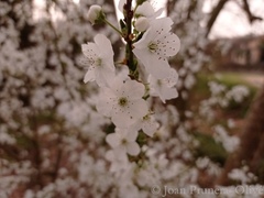Prunus cerasifera