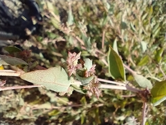 Atriplex rosea