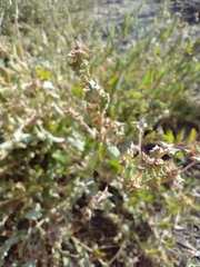 Atriplex rosea