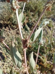 Atriplex rosea