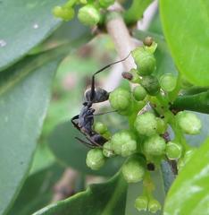 Camponotus cinctellus