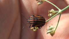 Graphosoma lineatum siciliensis