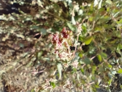 Atriplex rosea