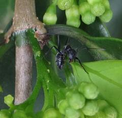 Camponotus cinctellus