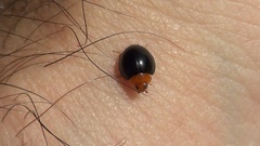 Exochomus nigripennis