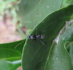 Camponotus cinctellus