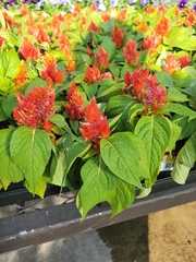 Celosia argentea plumosa