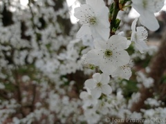 Prunus cerasifera