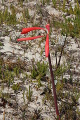 Cyrtanthus fergusoniae
