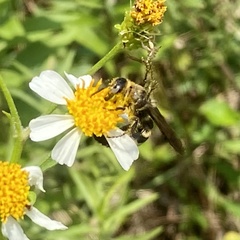 Dielis plumipes