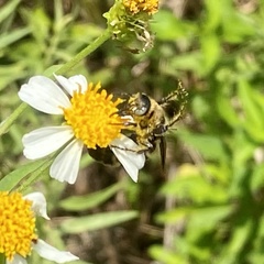 Dielis plumipes