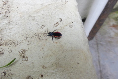 Ectrychotes andreae