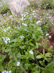 Myosotis