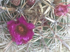 Ferocactus fordii borealis