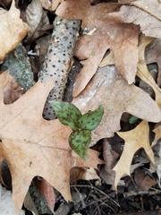 Trillium recurvatum