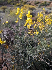 Calobota cytisoides