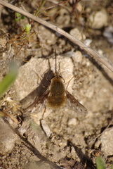 Bombylius medius