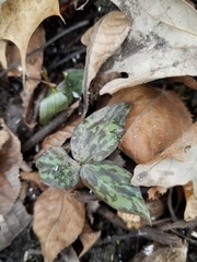 Trillium recurvatum