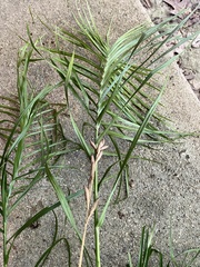 Carex muskingumensis