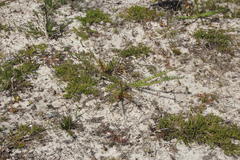 Polygala peduncularis