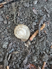 Trochulus striolatus