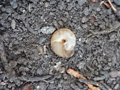 Trochulus striolatus