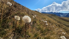 Hypochaeris uniflora