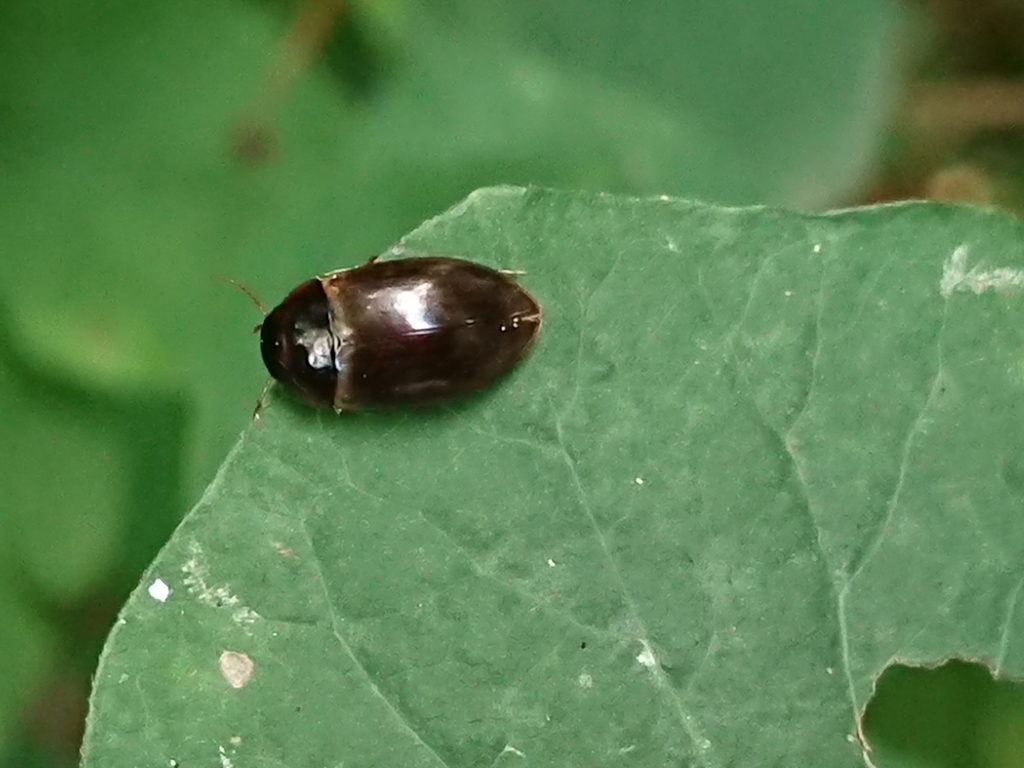 Agabus paludosus
