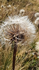 Hypochaeris uniflora