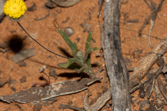 Asteridea athrixioides