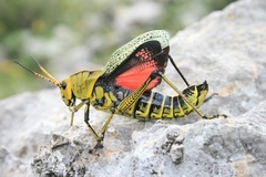 Taeniopoda tamaulipensis