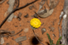 Asteridea athrixioides